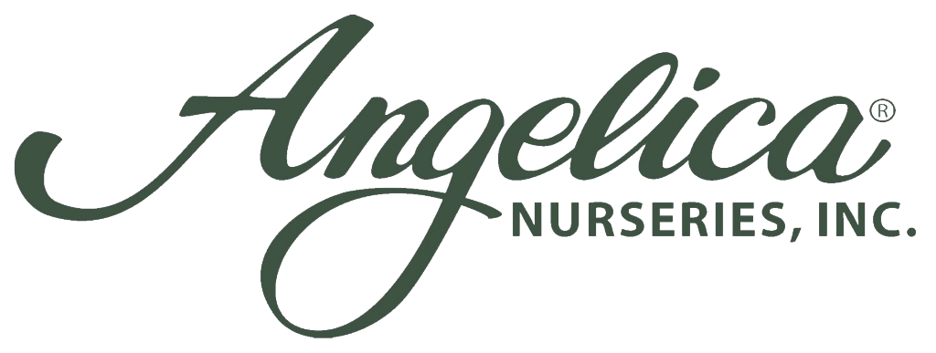 logo_angelica_nurseries